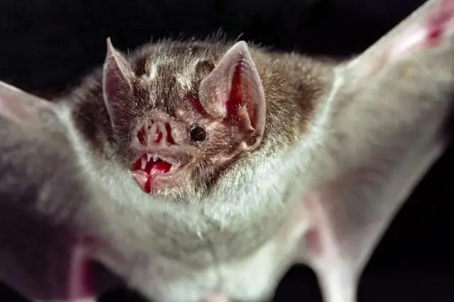 Medical illustration showing a bat, rabies virus awareness, and emergency healthcare, emphasizing the importance of prompt treatment after potential bat exposure.